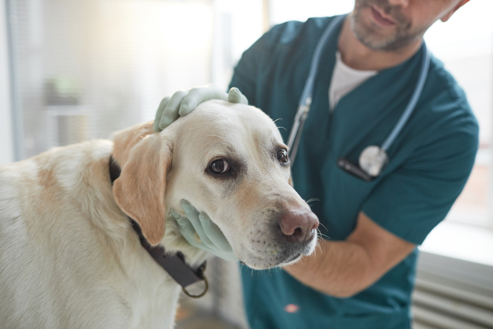 can a vet sue if your dog bites 