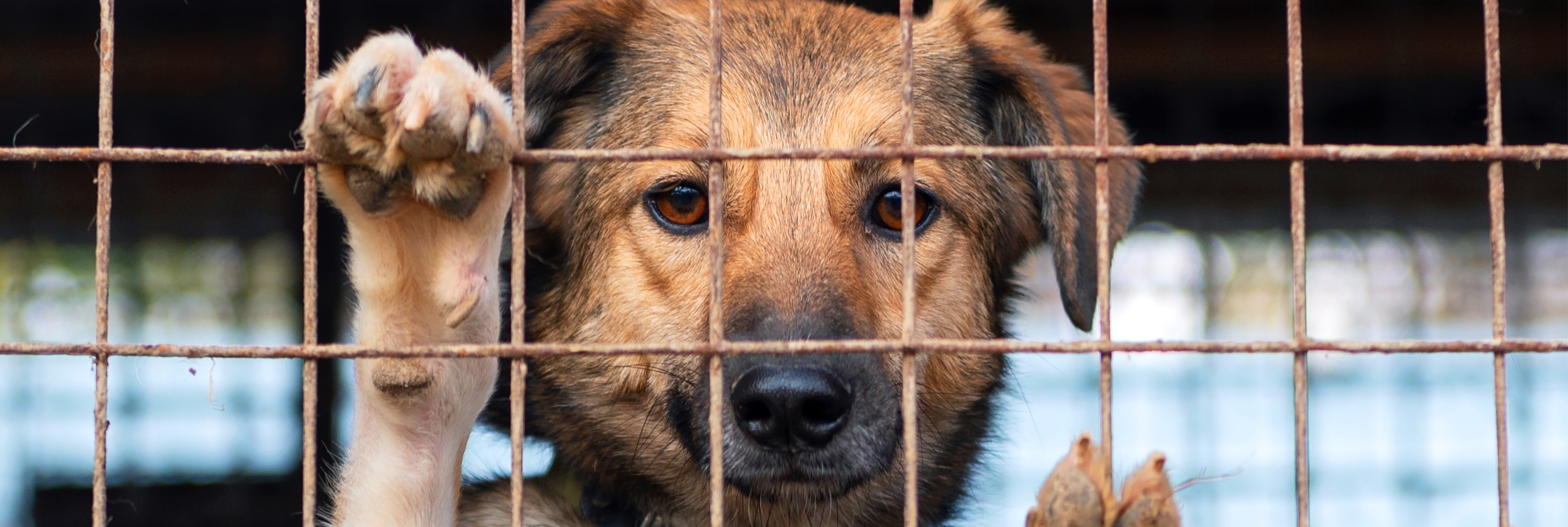 If a Dog Bites a Child, What Happens to the Dog in Ohio?