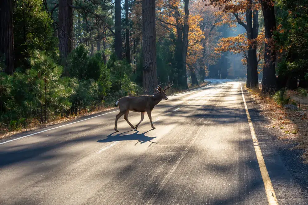 what to do if you hit a deer